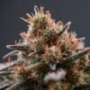 Aurora Pedanios Pink Kush 1 Aurora Pedanios Pink Kush