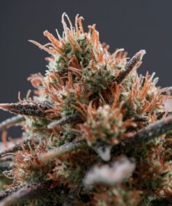 Aurora Pedanios Pink Kush