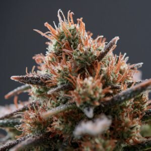 Aurora Pedanios Pink Kush