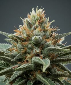 Aurora Pedanios T27 Farm Gas