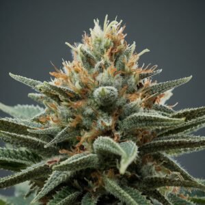Aurora Pedanios T27 Farm Gas