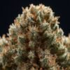 buy Vida Super Lemon Haze online 2 buy Vida Super Lemon Haze online