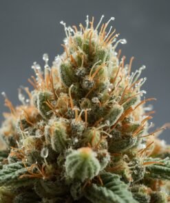 Aurora Pedanios T31 Cosmic