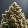 Curaleaf LA Kush Cake 1 Curaleaf LA Kush Cake