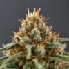 Peace Naturals Atomic Sour Grapefruit