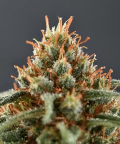 Peace Naturals Atomic Sour Grapefruit